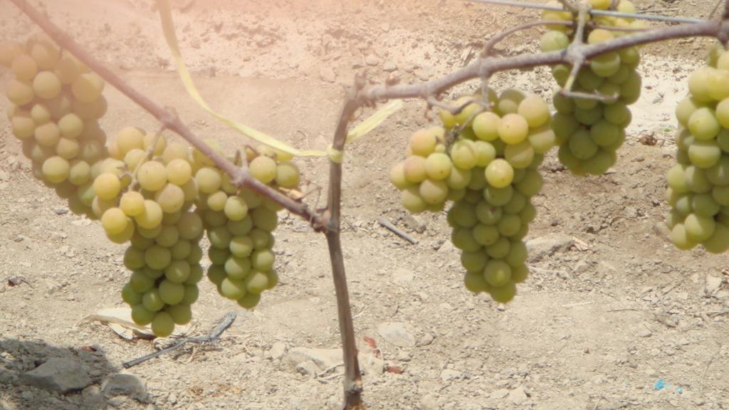 Гостевой дом La Vina De Oscar Нуэво-Империаль Экстерьер фото